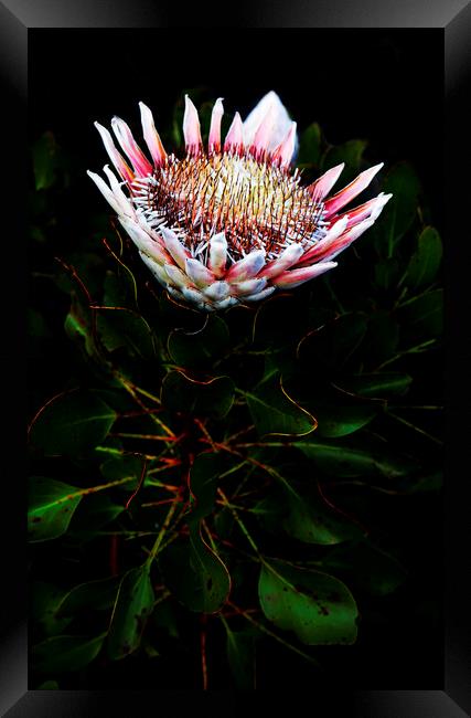 King Protea Flower on Black Framed Print by Neil Overy