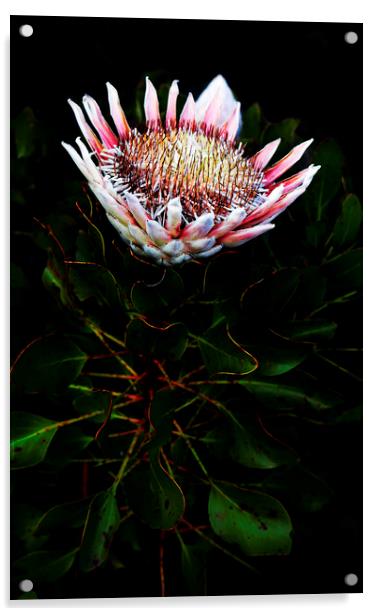 King Protea Flower on Black Acrylic by Neil Overy