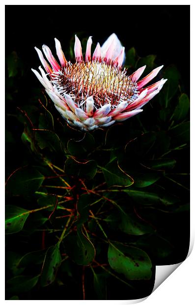 King Protea Flower on Black Print by Neil Overy
