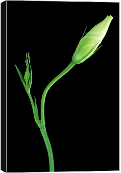 Lisianthus on black Canvas Print by Neil Overy