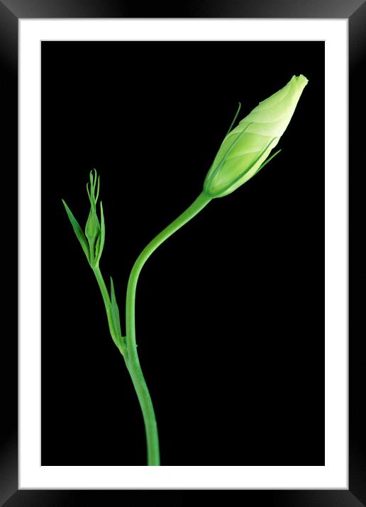 Lisianthus on black Framed Mounted Print by Neil Overy