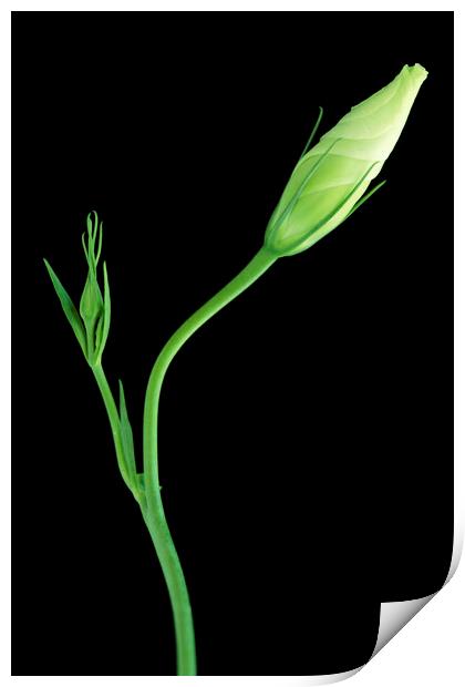 Lisianthus on black Print by Neil Overy