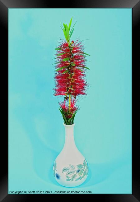 Single Red Bottlebrush flower in a decorative white vase.  Framed Print by Geoff Childs