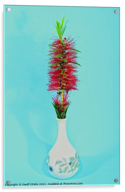 Single Red Bottlebrush flower in a decorative white vase.  Acrylic by Geoff Childs