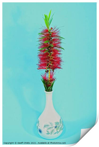 Single Red Bottlebrush flower in a decorative white vase.  Print by Geoff Childs