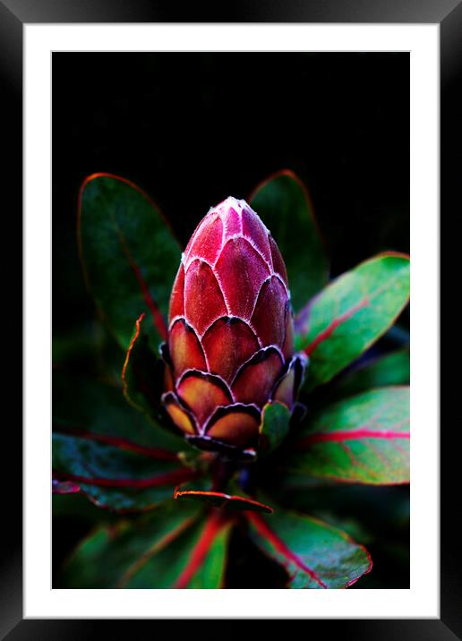 Broad-leaf Sugarbush Protea on black Framed Mounted Print by Neil Overy