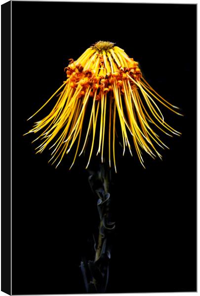 Rocket Pincushion Protea on black  Canvas Print by Neil Overy