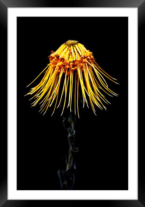 Rocket Pincushion Protea on black  Framed Mounted Print by Neil Overy