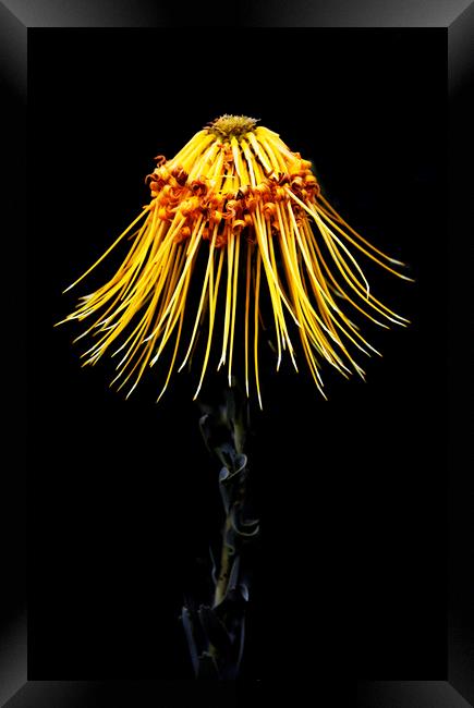 Rocket Pincushion Protea on black  Framed Print by Neil Overy