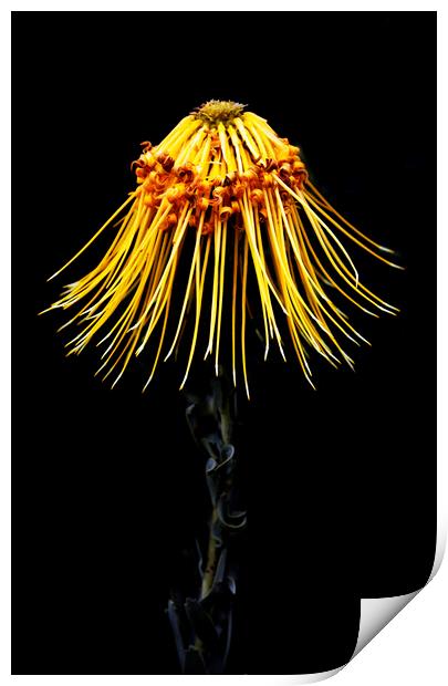 Rocket Pincushion Protea on black  Print by Neil Overy
