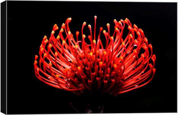 Scarlet Ribbon Pincushion Protea on black 2 Canvas Print by Neil Overy