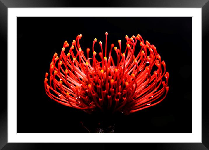 Scarlet Ribbon Pincushion Protea on black 2 Framed Mounted Print by Neil Overy