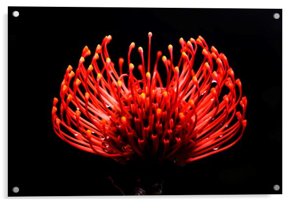 Scarlet Ribbon Pincushion Protea on black 2 Acrylic by Neil Overy