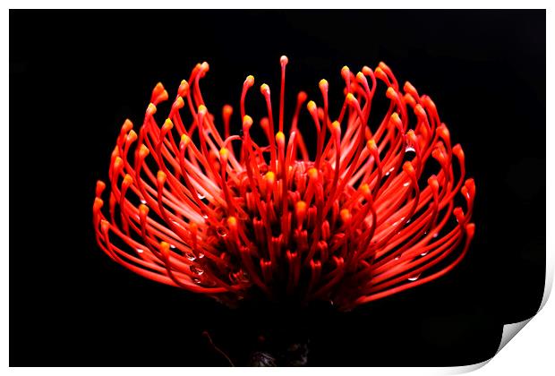 Scarlet Ribbon Pincushion Protea on black 2 Print by Neil Overy