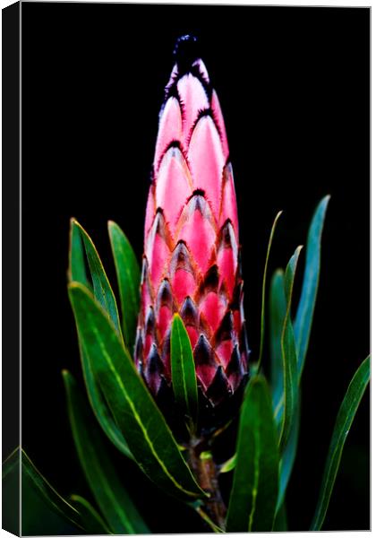 Black-bearded Protea flower on black Canvas Print by Neil Overy
