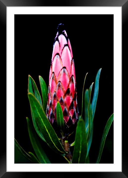 Black-bearded Protea flower on black Framed Mounted Print by Neil Overy