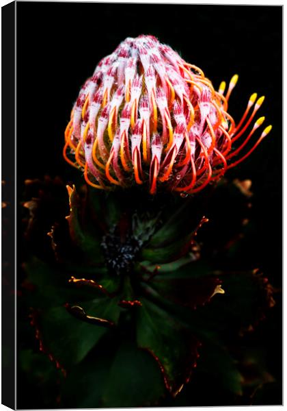 Pincushion Protea Glabrum on black Canvas Print by Neil Overy
