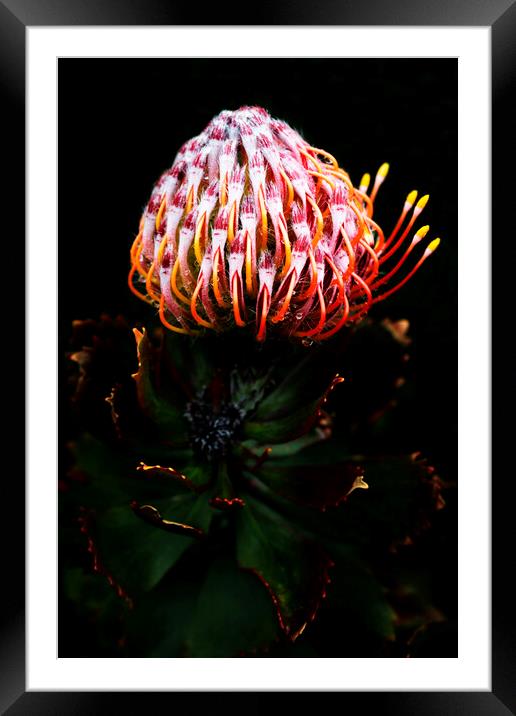 Pincushion Protea Glabrum on black Framed Mounted Print by Neil Overy