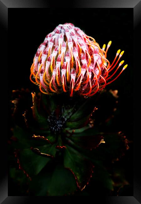 Pincushion Protea Glabrum on black Framed Print by Neil Overy