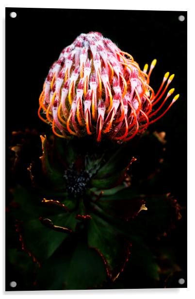 Pincushion Protea Glabrum on black Acrylic by Neil Overy