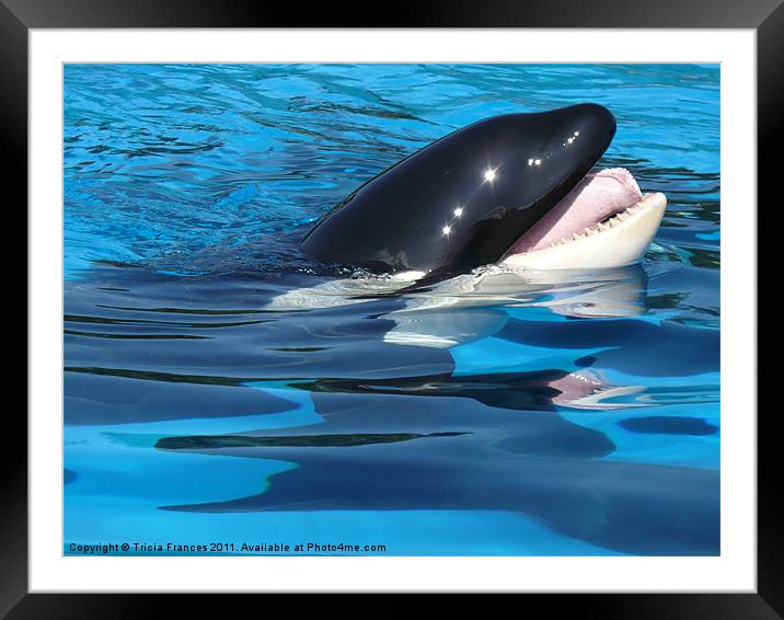 Killer Whale Framed Mounted Print by Tricia Frances