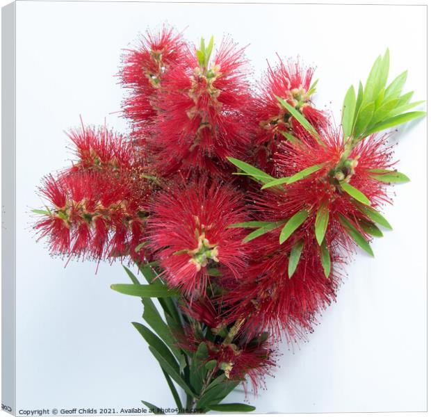 Isolated Bouquet of Red Bottlebrush flowering plant, Callistamon Canvas Print by Geoff Childs