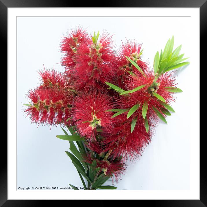 Isolated Bouquet of Red Bottlebrush flowering plant, Callistamon Framed Mounted Print by Geoff Childs