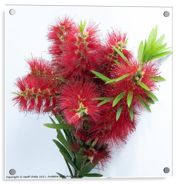 Isolated Bouquet of Red Bottlebrush flowering plant, Callistamon Acrylic by Geoff Childs