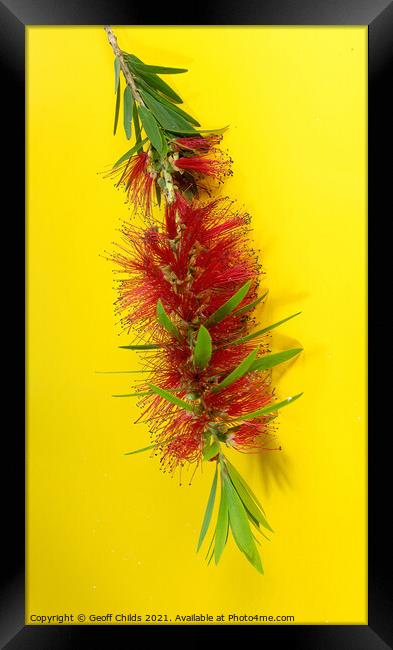 Red Bottlebrush, Flowering plant, Framed Print by Geoff Childs