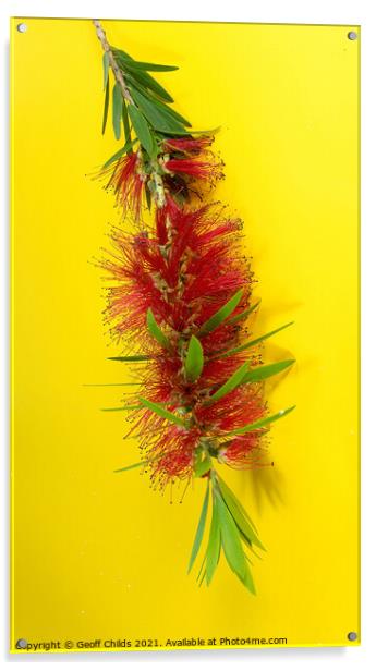 Red Bottlebrush, Flowering plant, Acrylic by Geoff Childs