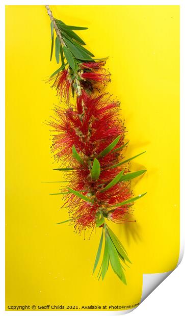 Red Bottlebrush, Flowering plant, Print by Geoff Childs