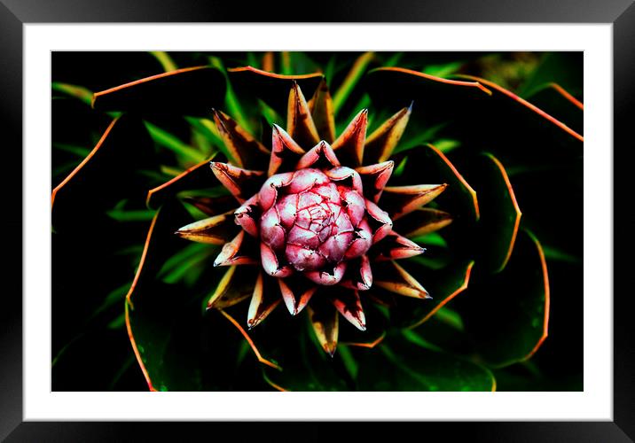 King Protea Flower on black 4 Framed Mounted Print by Neil Overy