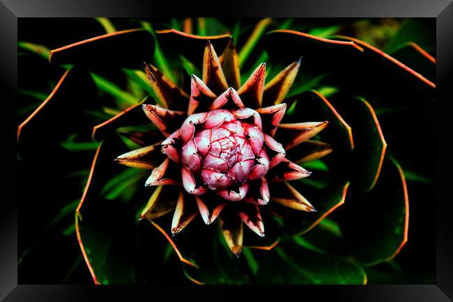 King Protea Flower on black 4 Framed Print by Neil Overy