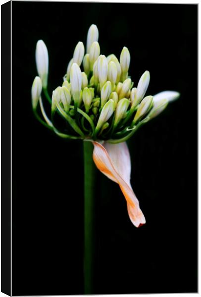 White Agapanthus on black Canvas Print by Neil Overy