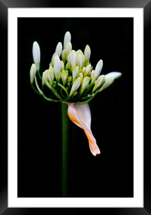 White Agapanthus on black Framed Mounted Print by Neil Overy