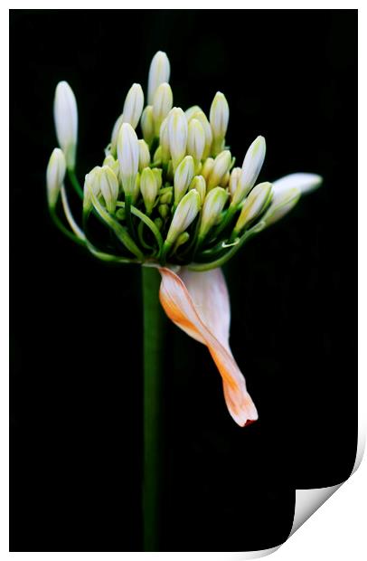 White Agapanthus on black Print by Neil Overy