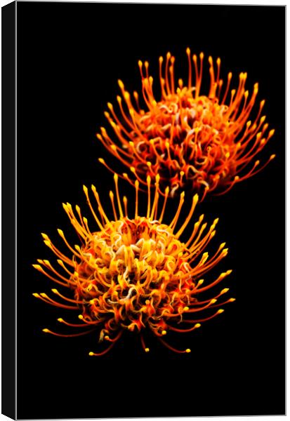 Common pincushion Protea on black 5 Canvas Print by Neil Overy