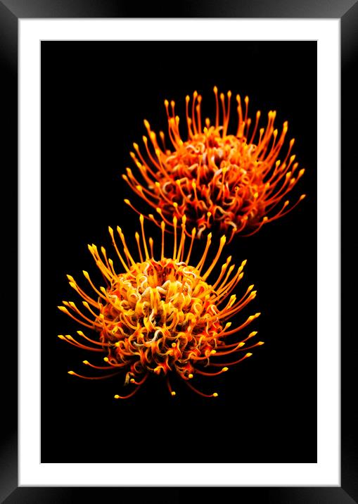 Common pincushion Protea on black 5 Framed Mounted Print by Neil Overy