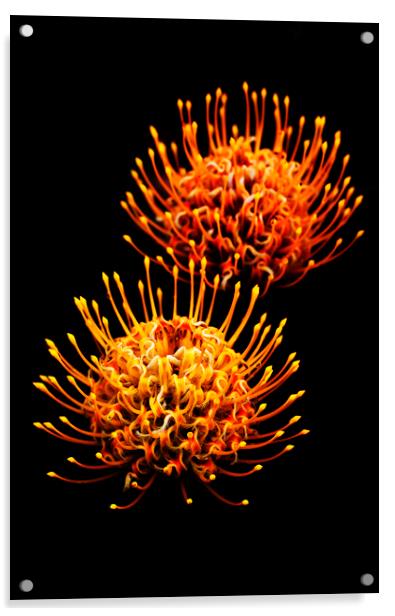 Common pincushion Protea on black 5 Acrylic by Neil Overy
