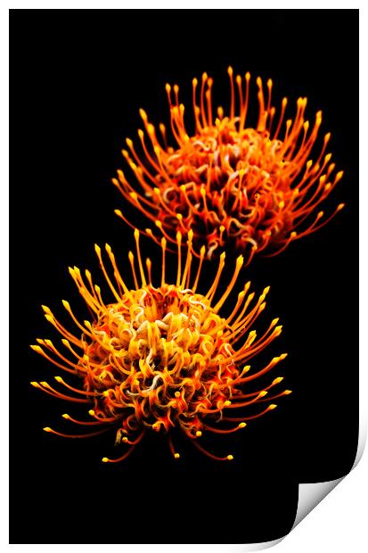 Common pincushion Protea on black 5 Print by Neil Overy