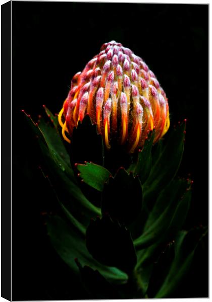 Pincushion Protea Glabrum on black Canvas Print by Neil Overy