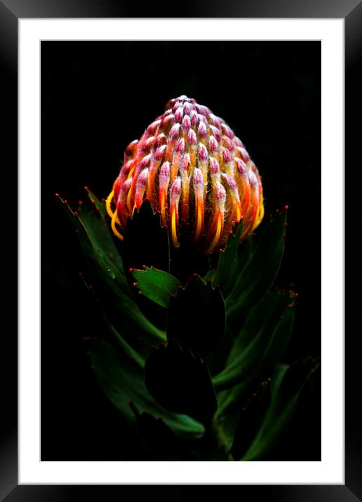 Pincushion Protea Glabrum on black Framed Mounted Print by Neil Overy
