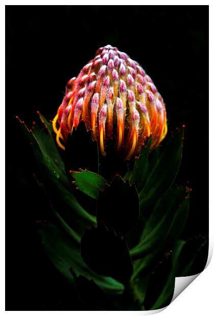 Pincushion Protea Glabrum on black Print by Neil Overy
