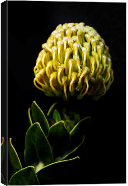 Yellow pincushion Protea on black Canvas Print by Neil Overy
