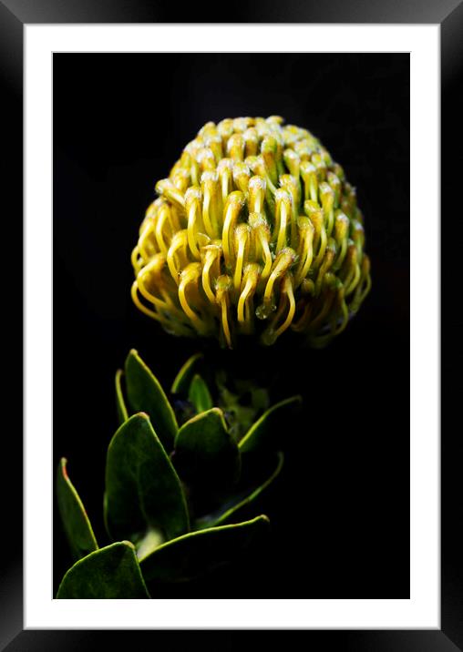 Yellow pincushion Protea on black Framed Mounted Print by Neil Overy