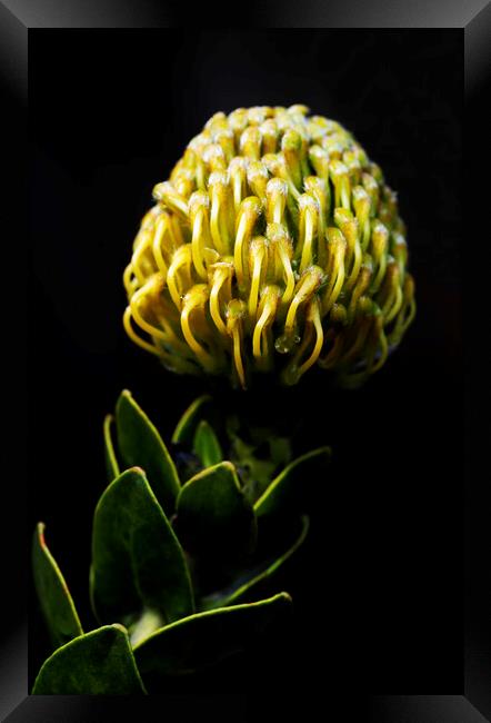 Yellow pincushion Protea on black Framed Print by Neil Overy
