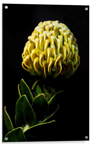 Yellow pincushion Protea on black Acrylic by Neil Overy