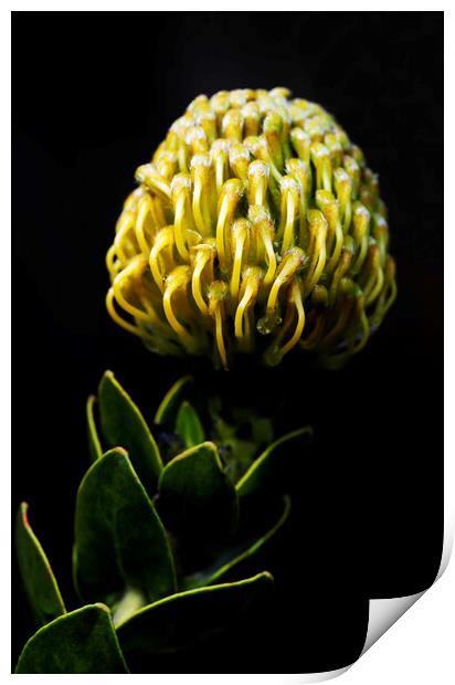 Yellow pincushion Protea on black Print by Neil Overy