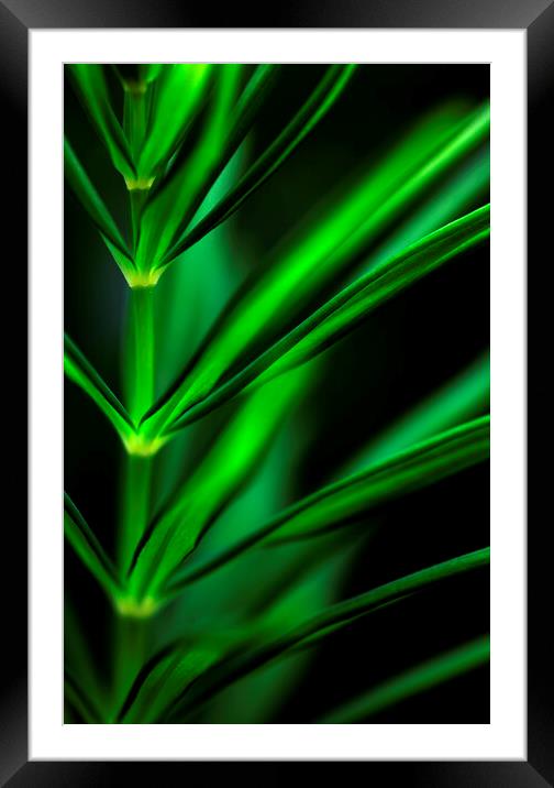 Solomon's seal plant on black Framed Mounted Print by Neil Overy