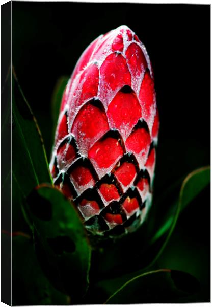 Protea Flower Bud on black Canvas Print by Neil Overy